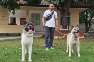 Galeri PT Maswan Sarana Satwa 25