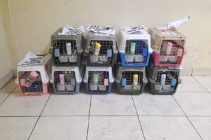 Galeri PT Maswan Sarana Satwa 28