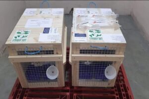 Galeri PT Maswan Sarana Satwa 31