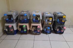 Galeri PT Maswan Sarana Satwa 37