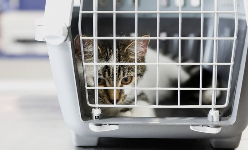 Hewan Kesayangan Anda Siap Dikirim