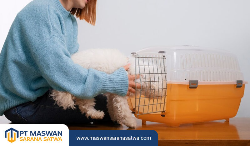 Jasa Export Import Hewan Solusi Profesional oleh PT Maswan Sarana Satwa