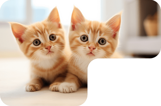 Layanan Pet Transport 3