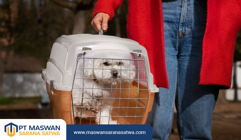 Layanan Transportasi Hewan Tangerang Terbaik oleh PT Maswan Sarana Satwa