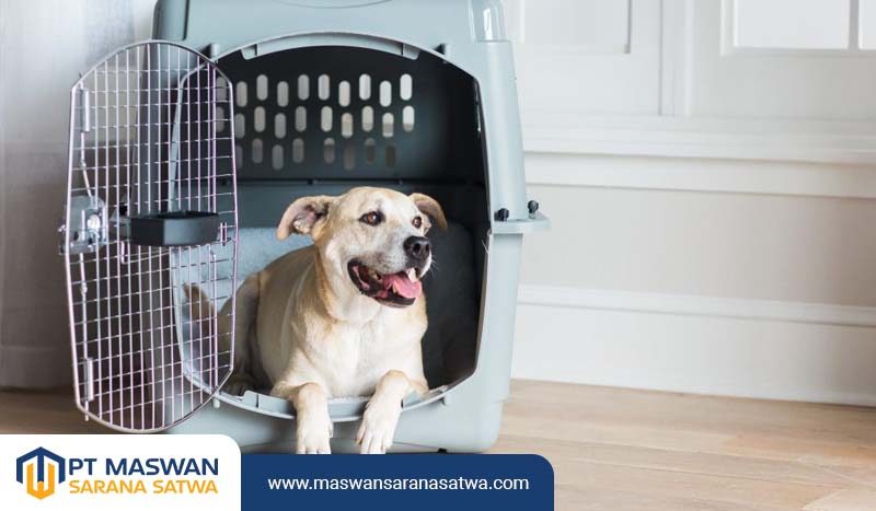 Jasa Pet Transport Aman dan Terpercaya