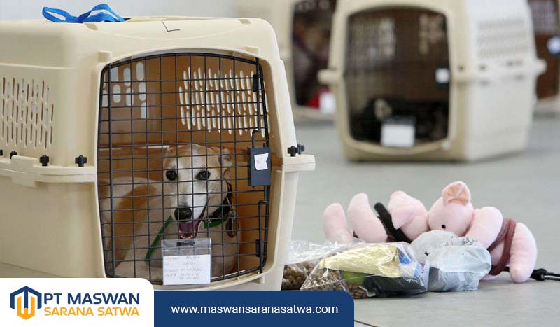 Layanan Pet Transport di Jakarta
