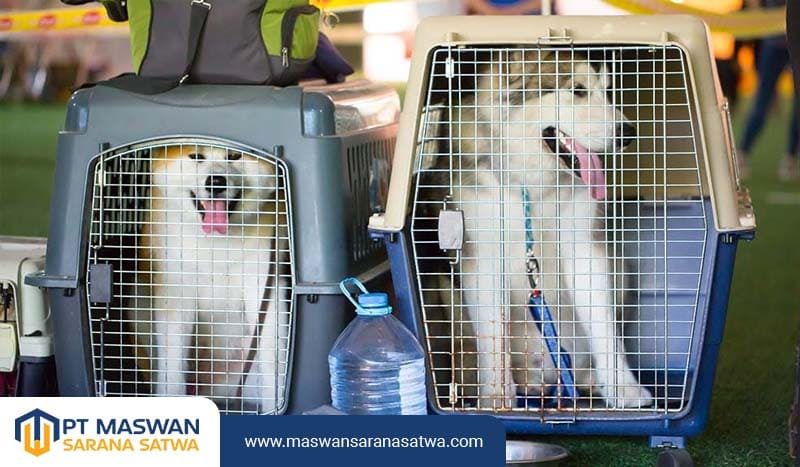Layanan Pet Transport Aman dan Terpercaya