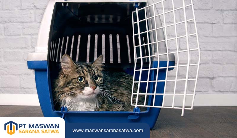 Pet Transport Tangerang