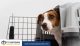 Layanan Pet Transport