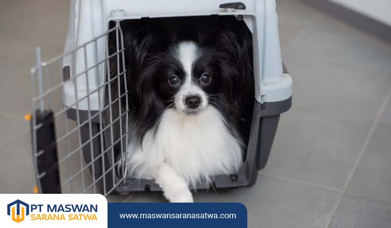 Pet Transport Murah di Jakarta