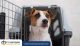 Layanan Pet Transport Tangerang