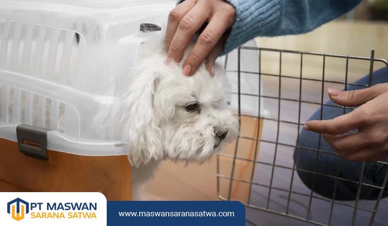 Jasa Pet Transport Jakarta