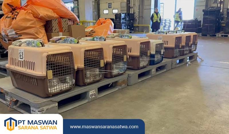 Jasa Pet Transport Terdekat