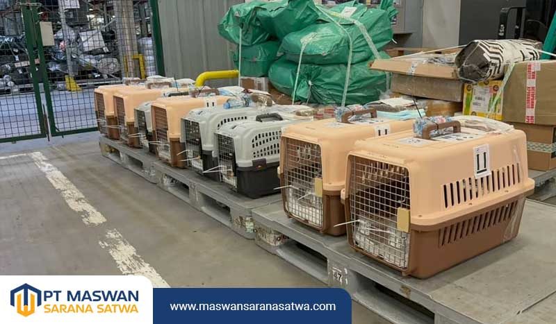 Jasa Pet Transport Terpercaya di Tangerang