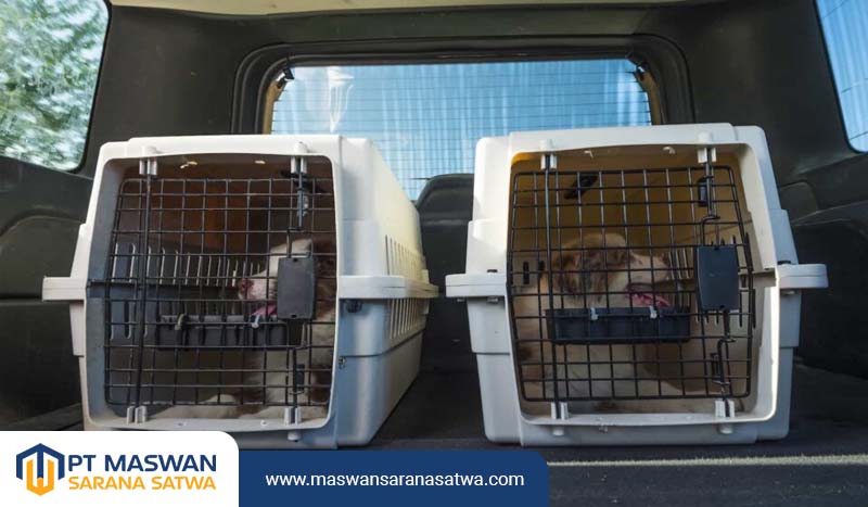 Jasa Pet Transport Express Jakarta