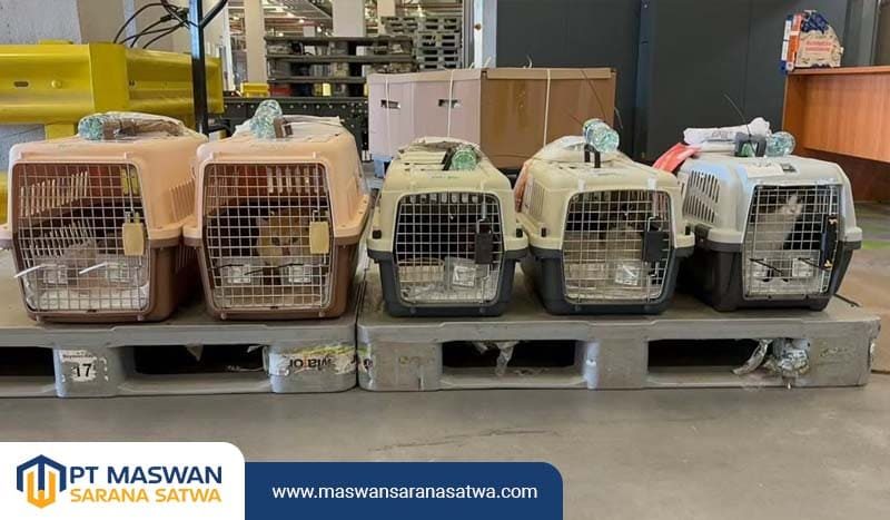 Layanan Pet Transport Antar Pulau Ini
