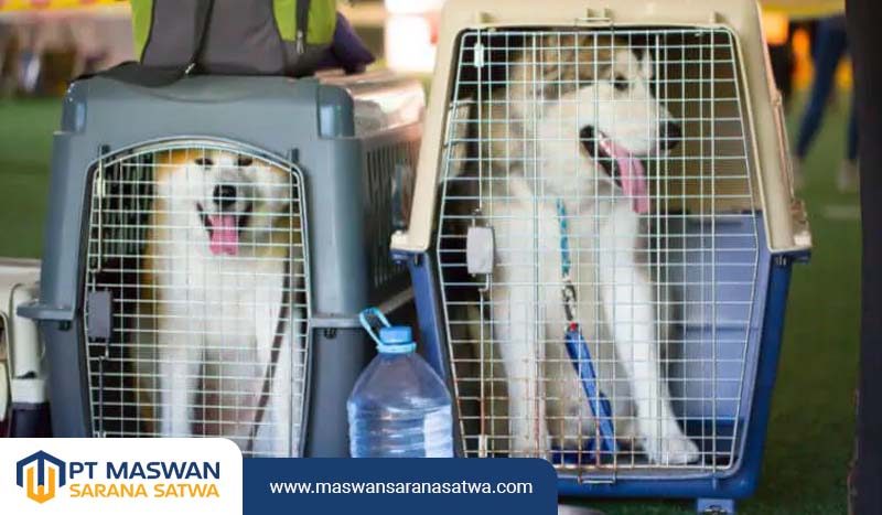 Pet Transport Murah