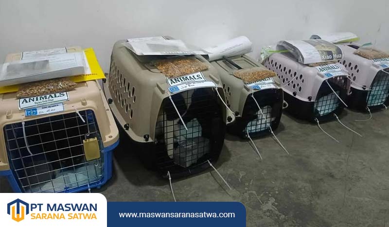 Pet Transport Profesional