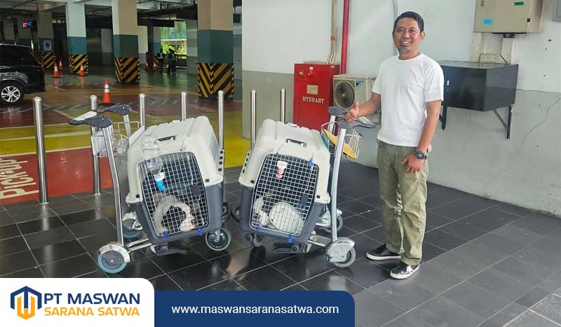 Tips Kirim Hewan Peliharaan Tanpa Drama