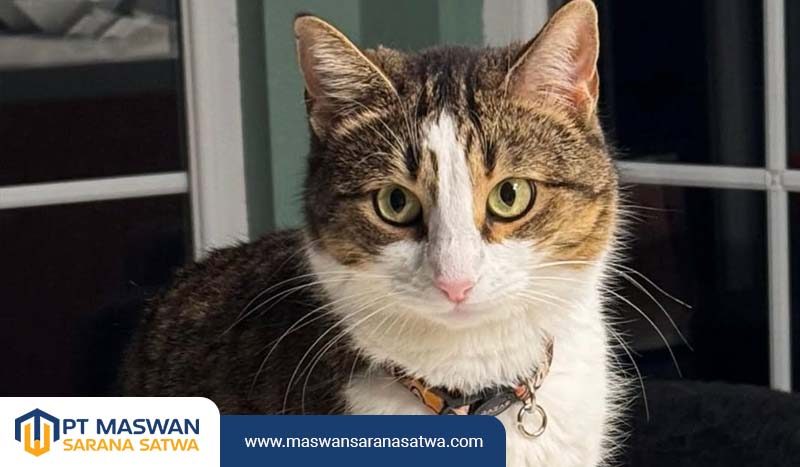 Cara Mengirim Hewan Peliharaan ke Luar Kota dengan Aman